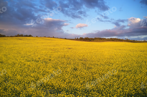 Preview: Meadow of rape during the sunset.