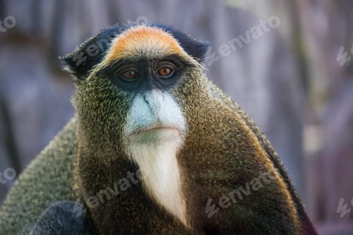 Preview: Portrait of funny golden monkey looking away, vietnam, dalat zoo