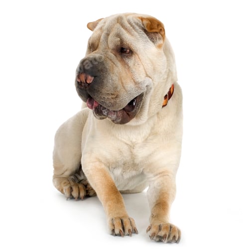 Preview: puppy Sharpei (9 mouths)