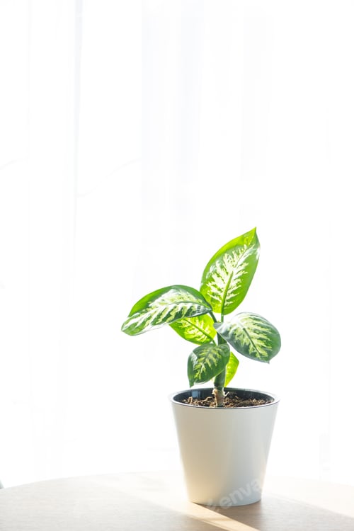 Preview: Dieffenbachia Tropic Snow close-up in the interior on a round table in pot on a white background of