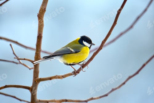 Preview: Yellow wild tit bird perching on tree branch on cold winter day