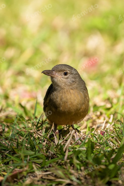 Preview: Shot of a Bowers Strikethrush Queensland bird perched on a branch