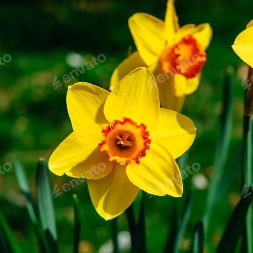 Preview: Yellow Daffodils in the gardens of Holland. Bokeh light effect,
