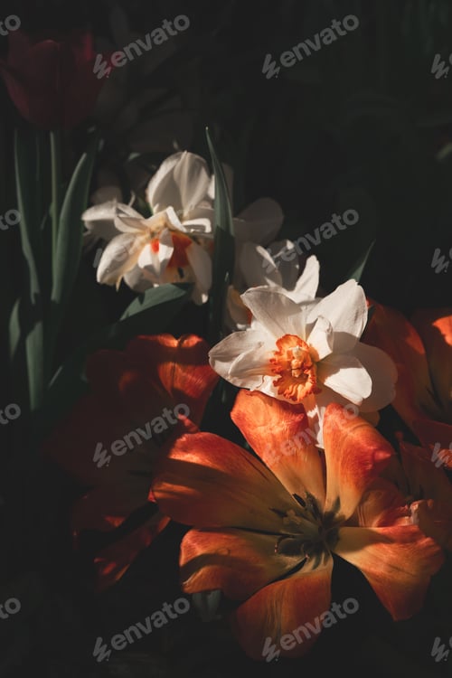 Preview: Beautiful orange lily on dark background, mood springtime