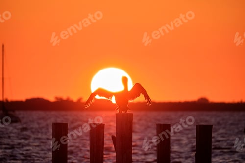 Preview: Silhuette of lonely pelican bird with spread wings on top wooden fence pole
