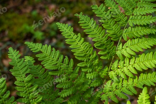 Preview: Close-up leaves of the oldest plant ferns in the forest.