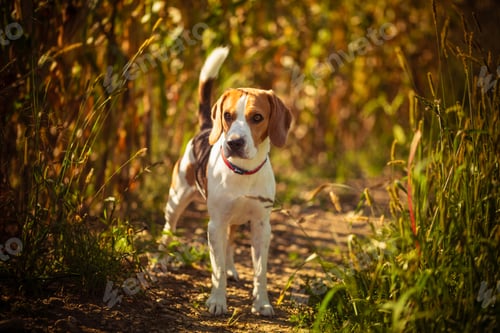 Preview: Dog stands in high grass in sun summer. Beagle pet
