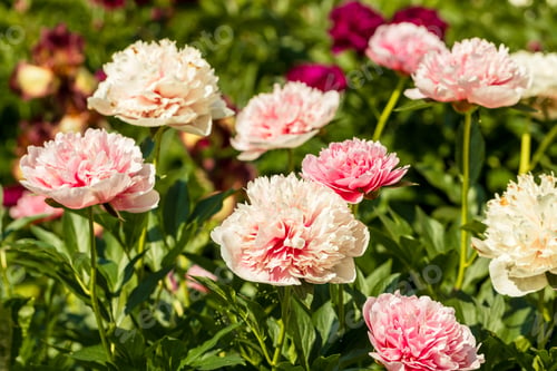 Preview: Pink double peony Etched salmon bloomed in summer