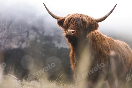 Preview: Scottish Highland Cow, Switzerland