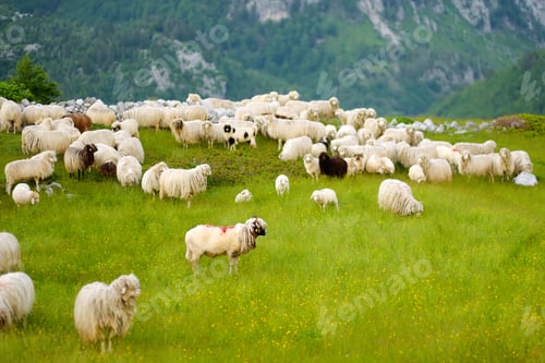 Preview: Flock of sheep with red marks on backs are grazing on pasture in a mountain valley.