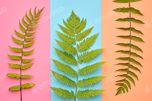 Preview: Fern Fashion