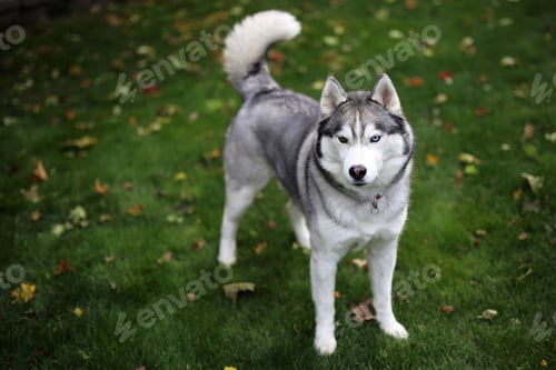 Preview: dog, siberian husky, pets, dogs, wilderness