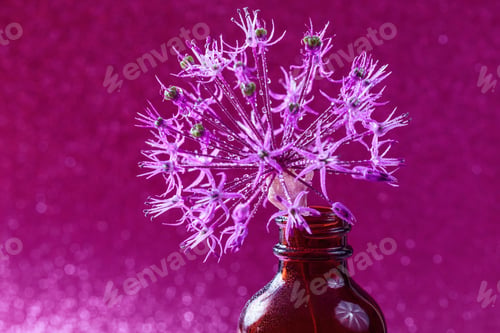 Preview: Purple Allium with Water Droplets
