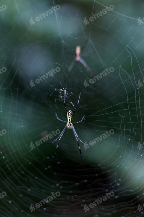 Preview: a spider sits on its web, with another spider in the middle