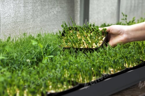 Preview: Woman agronomist showing a container of pea sprouts of micro greens in containers in greenhouse