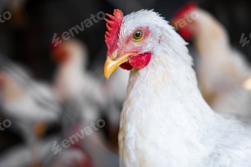 Preview: Close-up portrait of a chicken on a farm yard. A white poultry with a red comb looks with curiosity.
