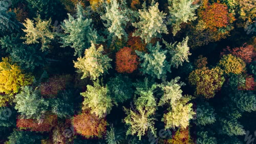 Preview: Aerial Top View of Vibrant Autumn Forest Canopy