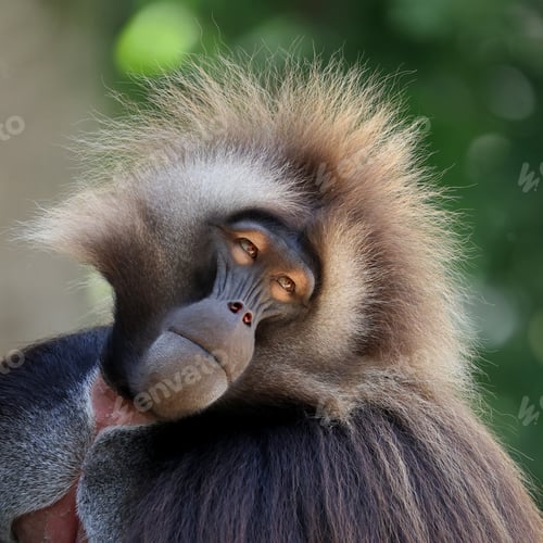 Preview: closeup of gelada monkey (Theropithecus gelada) in wild