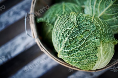 Preview: Organic Cabbages just harvested