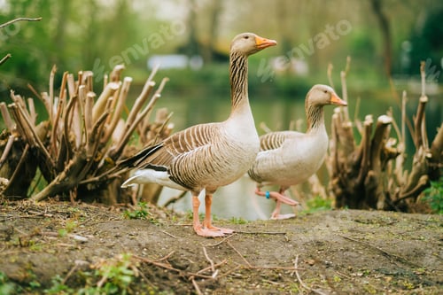 Preview: The greylag goose in the natural parkland.