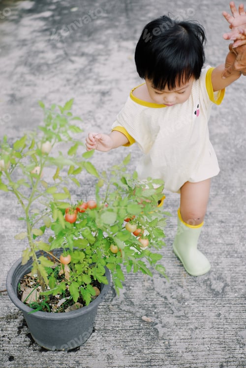 Preview: Tomato picking