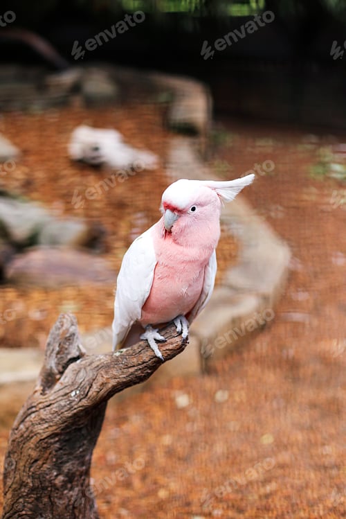 Preview: Pink cockatoo