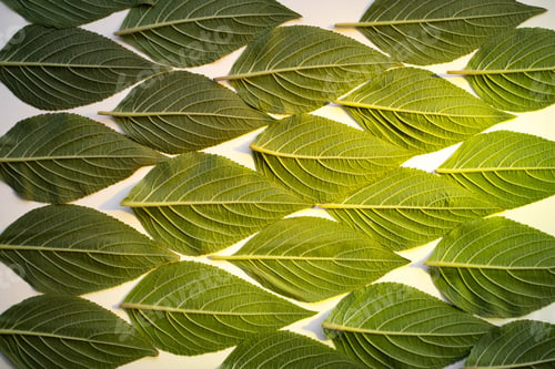Preview: creative green leaf pattern with green spotlight