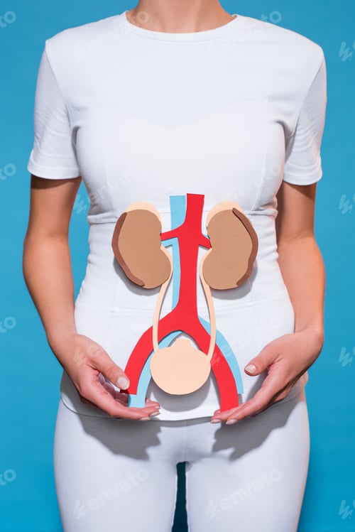 Preview: cropped shot of woman holding paper crafted human internal organs on blue background