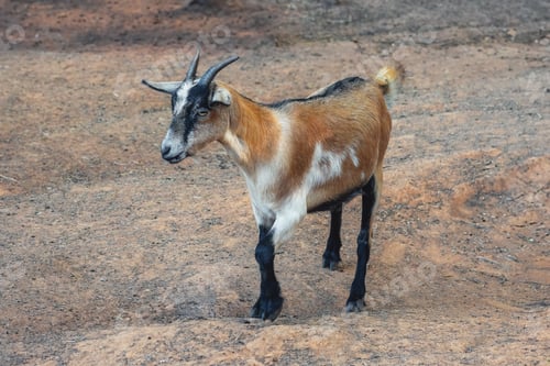 Preview: Domestic Goat with horns (Capra hircus)