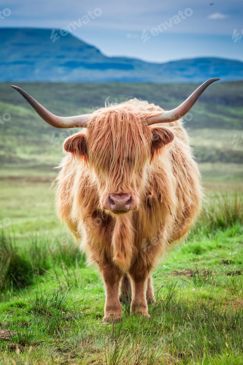 Preview: Closeup of brown highland cow in Scotland
