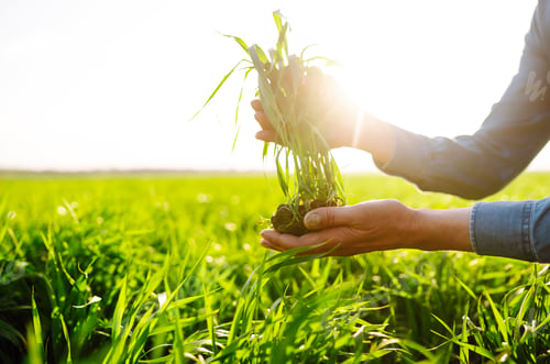 Preview: Young Green wheat seedlings in the hands of a farmer. Checking wheat field progress.