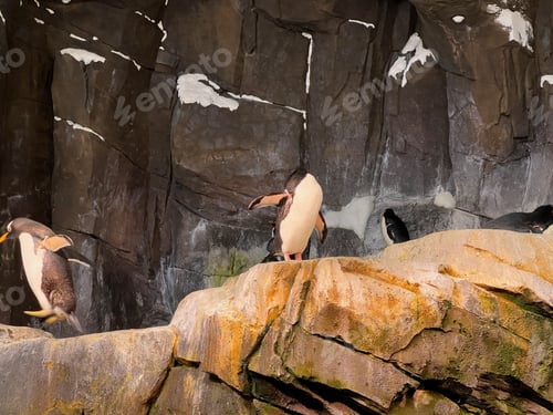 Preview: Group of penguins perched atop a rocky outcropping in a snowy landscape,