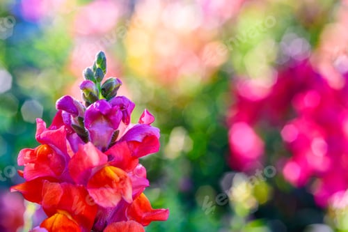 Preview: Beautiful Antirrhinum majus dragon flower is blooming in the garden.