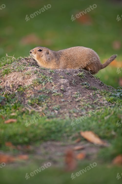 Preview: black tailed prairie dog