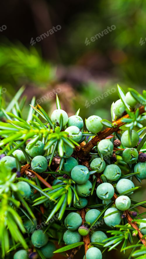 Preview: green juniper seeds on a beautiful sunny day