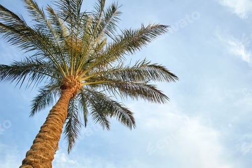 Preview: Beautiful green coconut palm trees on tropical beach against blue sky. Summer vacation concept