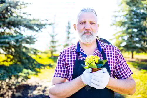 Preview: Senior man planting a plants in garden outdoors spring season ready