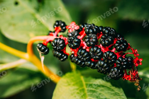 Preview: Phytolacca Americana, The American Pokeweed Or Simply Pokeweed With Black Berries