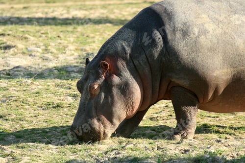 Preview: Hippo , Canada