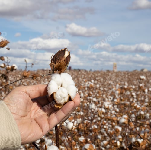 Preview: Hand on cotton ready for harvesting