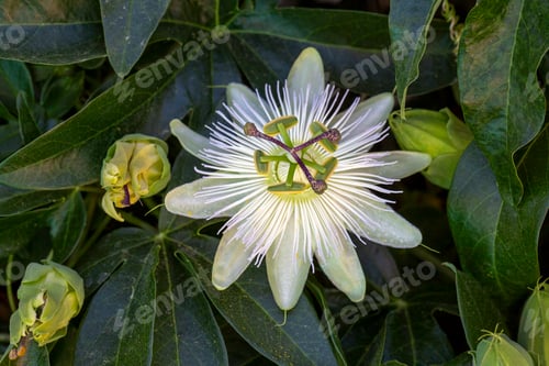 Preview: Ivy plant genus. Scientific name; Passiflora caerulea Constance Elliot