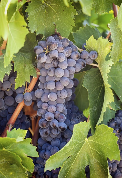 Preview: Tuscan vineyard with red grapes.