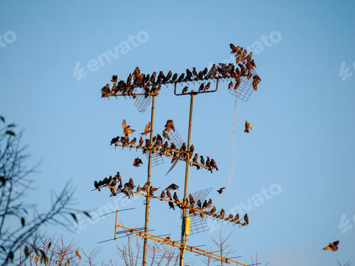 Preview: Starlings over an antenna in Milan
