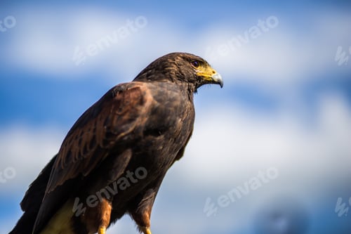 Preview: Closeup on exotic birds