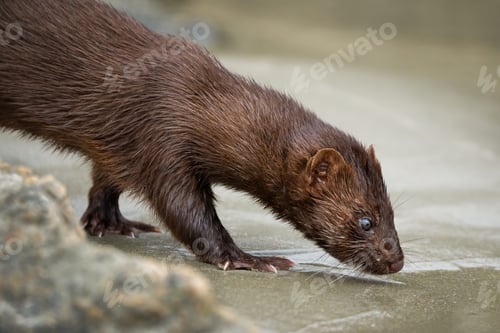 Preview: Mink