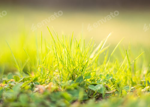 Preview: The waking of nature in spring, spring in nature. Blurred background of early green grass