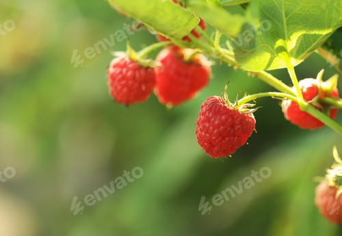 Preview: Raspberry bush with tasty ripe berries in garden, closeup