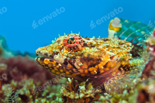 Preview: Close up of brown coralline sculpin