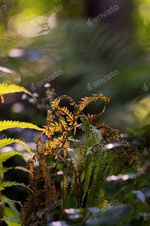 Preview: Browned fern fronds in the shape of a heart in the midst of other green fern.