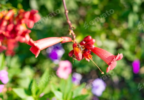 Preview: Pink-colored campsis flower growing among leaves in garden